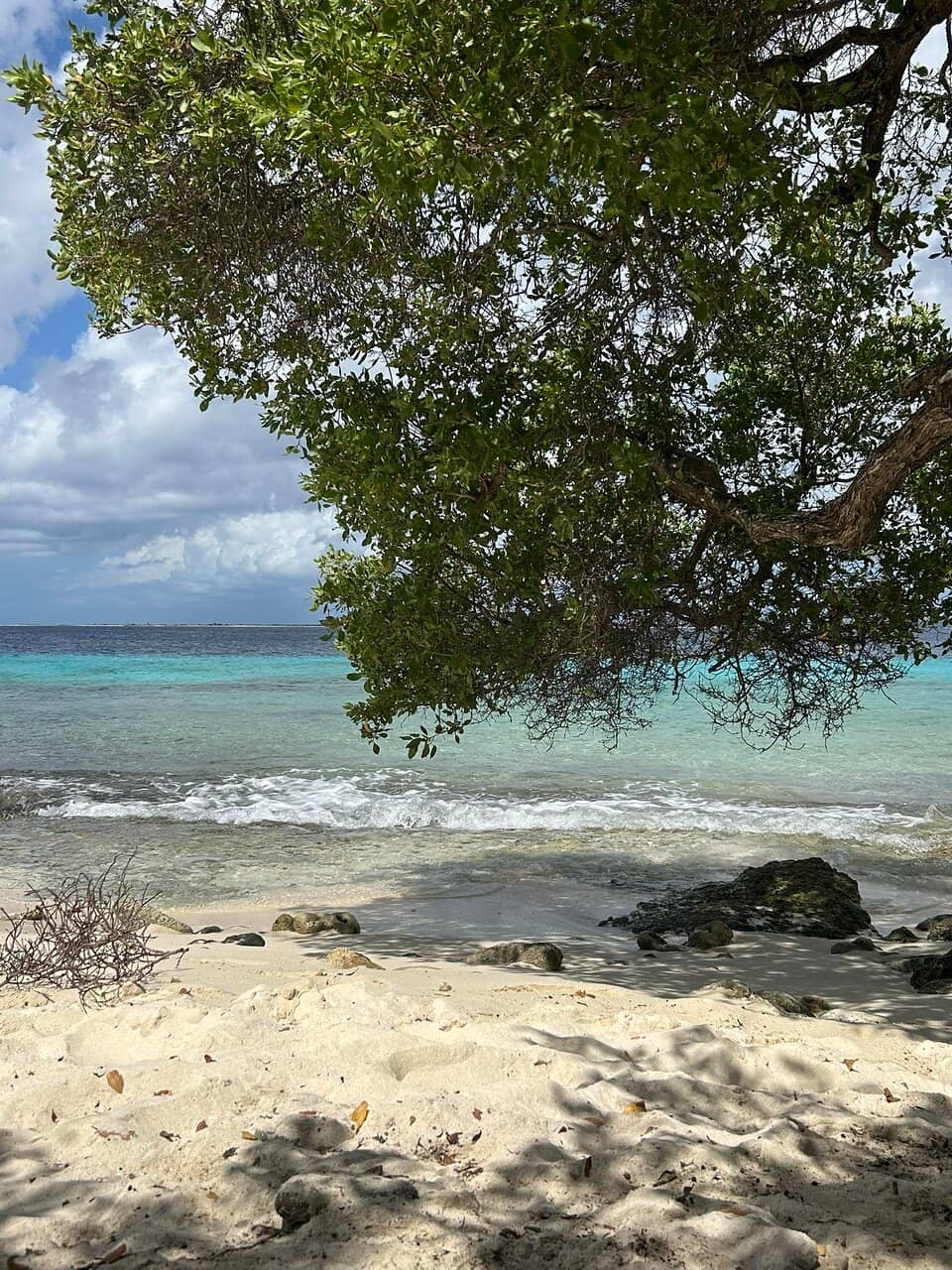 Vibrant Underwater Life