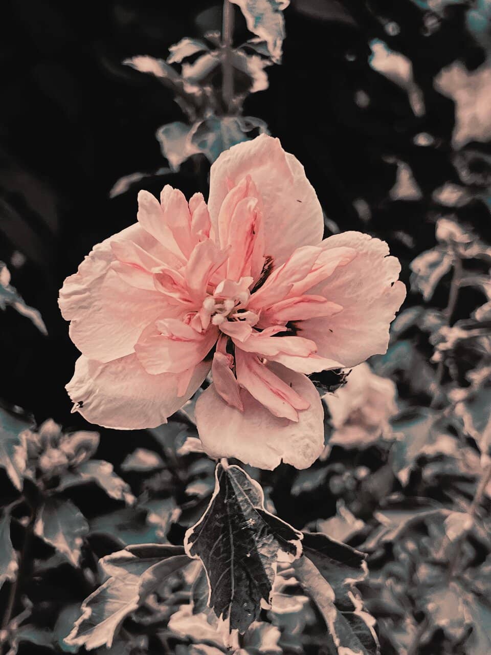 Waterfall & Koi Pond