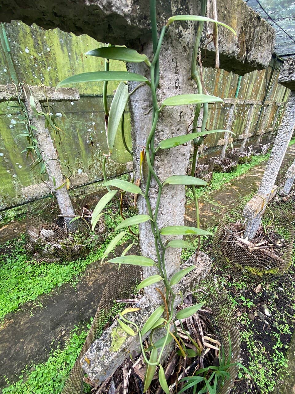 Vanilla Farm and Tropical Garden