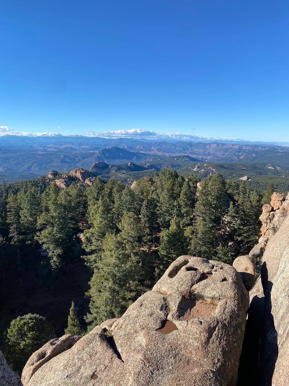 Panoramic Forest Vistas