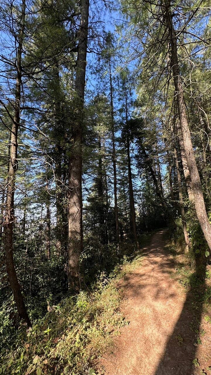 Vibrant Flower Gardens