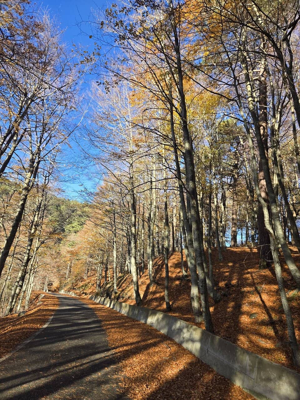 Lush Pine Forests
