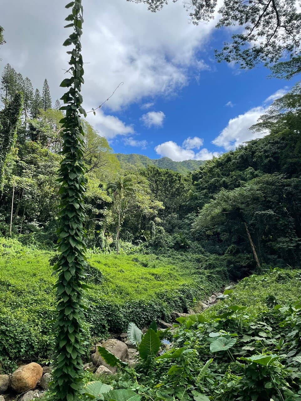 Jurassic Park Rainforest