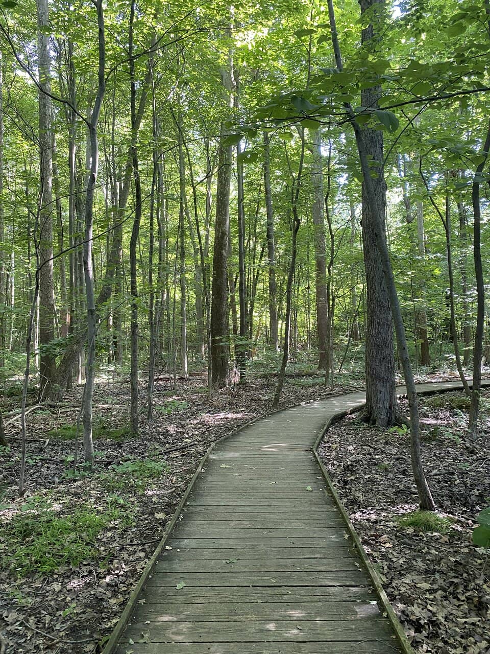 Wildflower Boardwalk