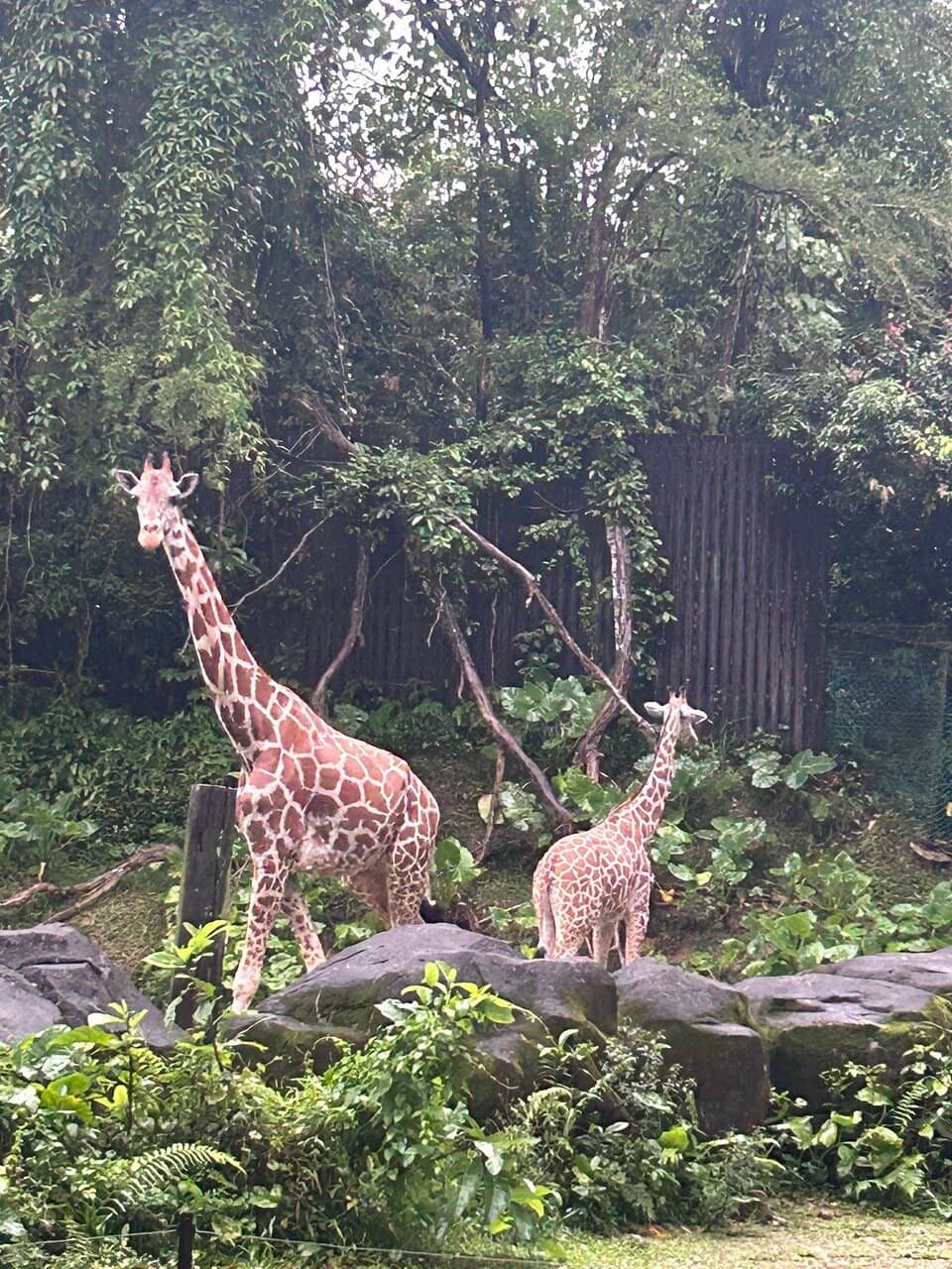 Engaging Animal Shows