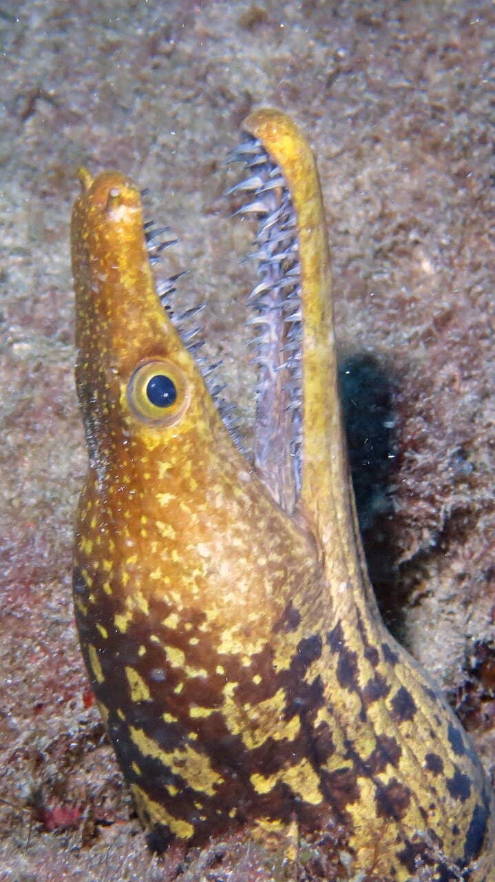 Salmon of Knowledge Legend
