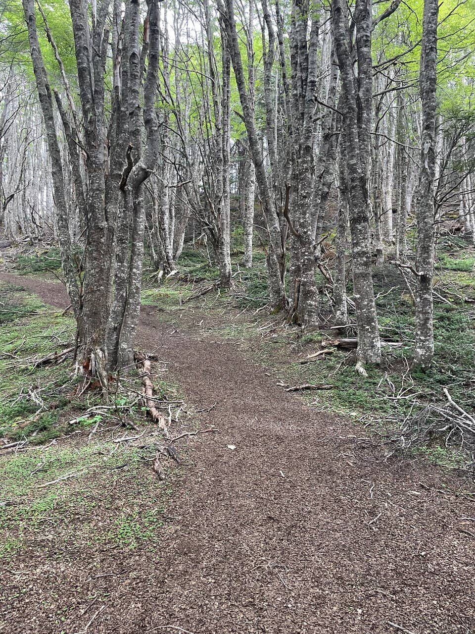 Ancient Southern Beech Woodland