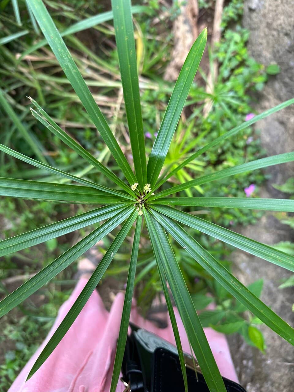 La Confesora Waterfall