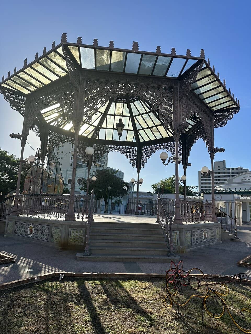 Blooming Flamboyan Trees