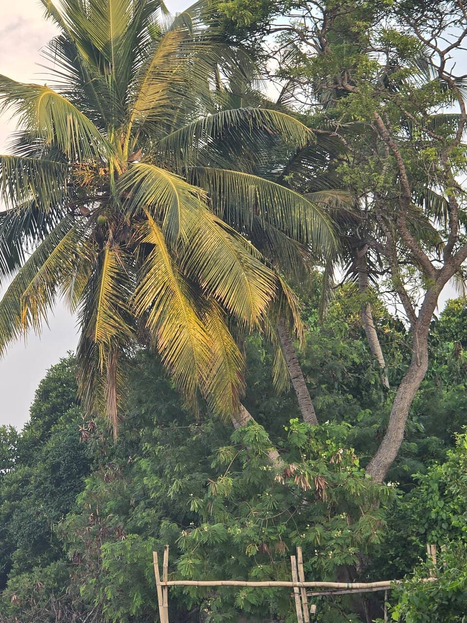 Samayakarupar Presence