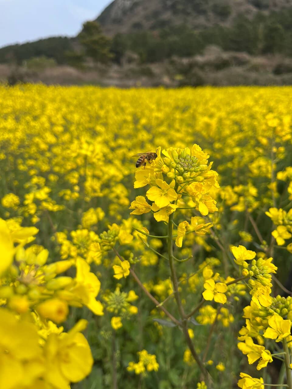 Panoramic Ocean Views