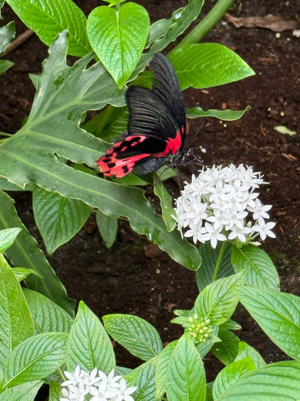 Koi Pond & Water Features