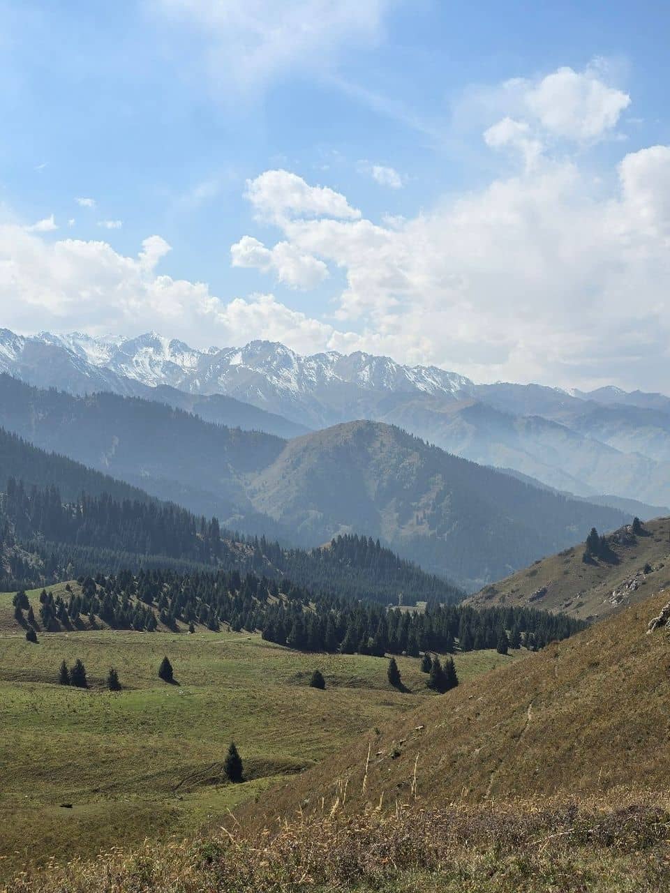 Expansive Green Landscapes