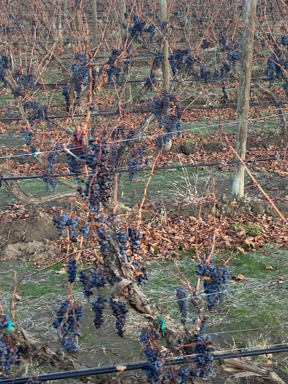 Kiona Vineyards & Winery
