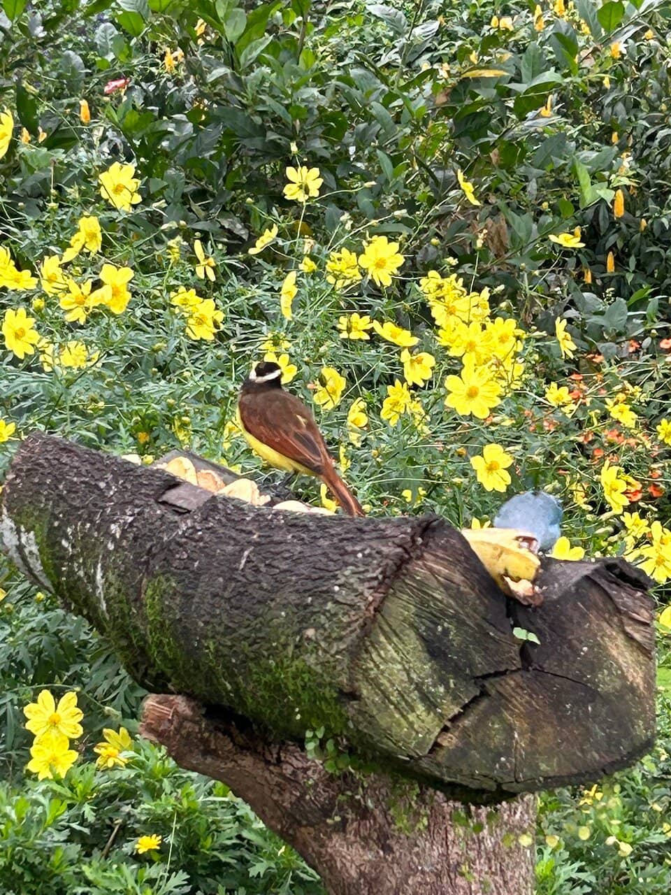 Hummingbird Feeders