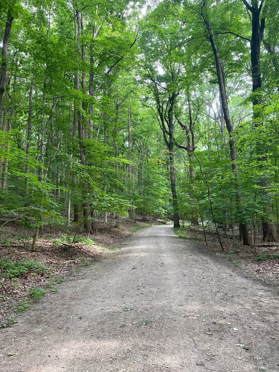 Dog-Friendly Exploration