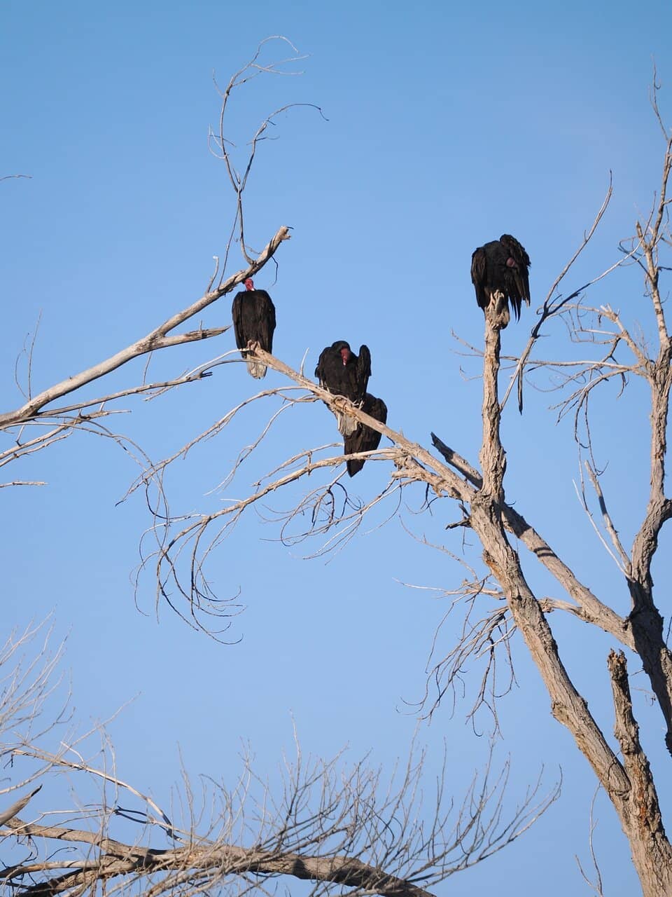 Accessible Boardwalks