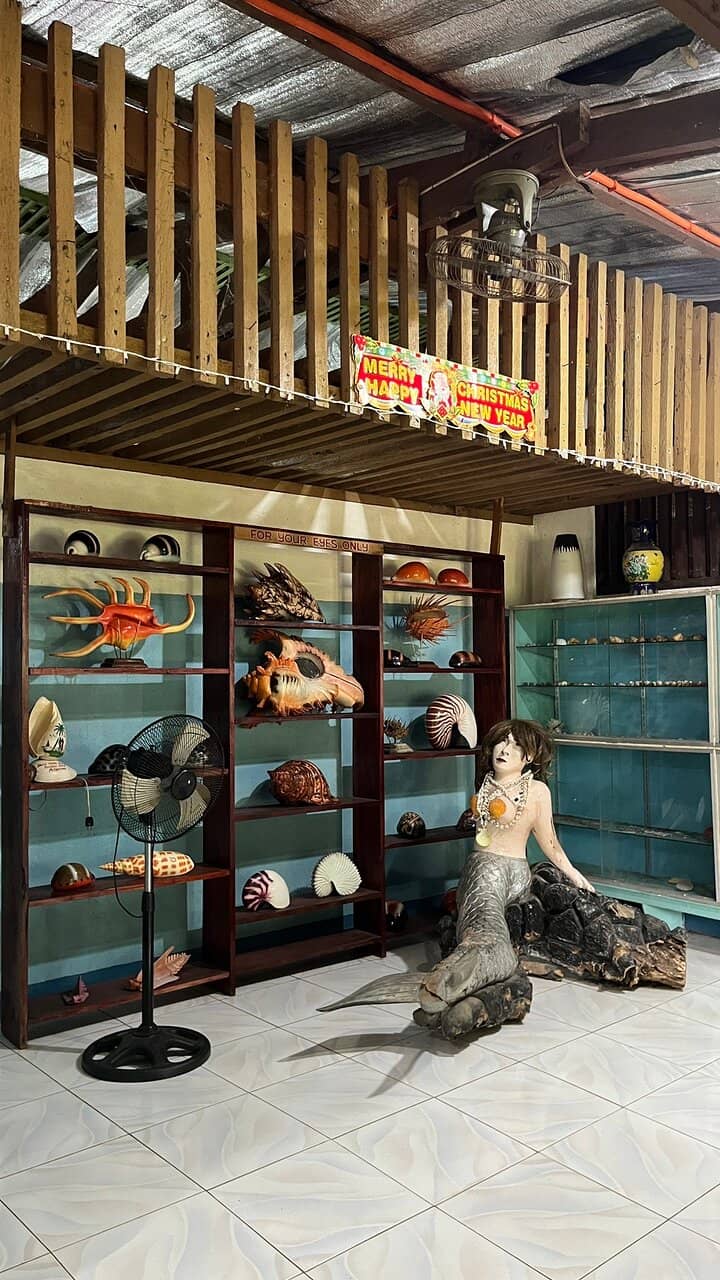 World-Class Seashell Collection