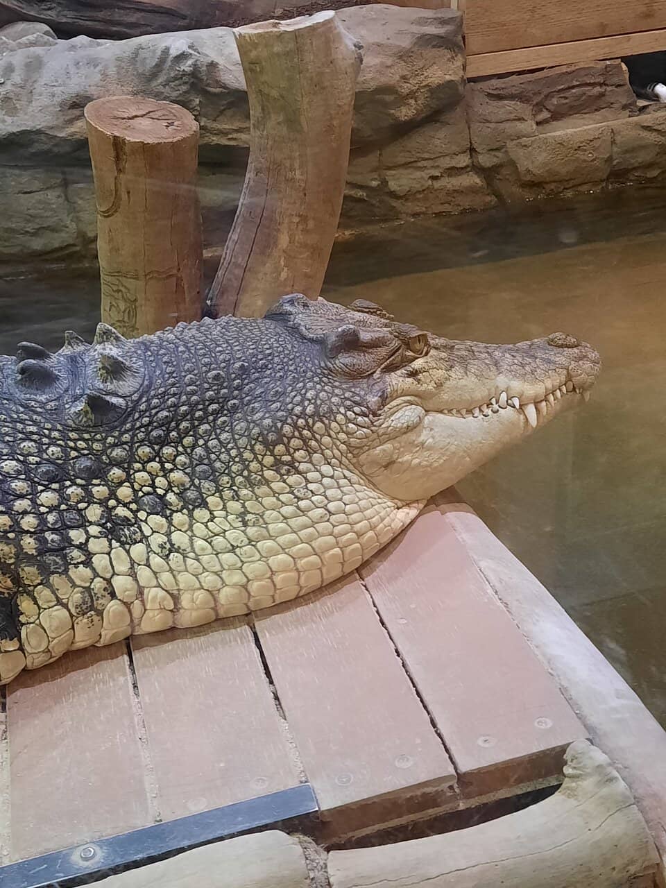 Crocodile Feeding