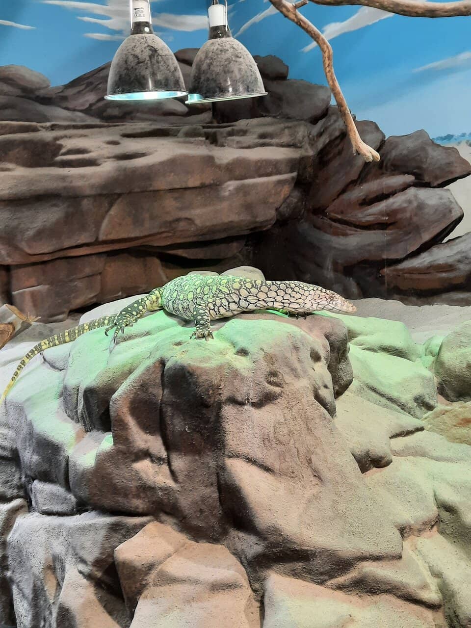 Reptile Encounters