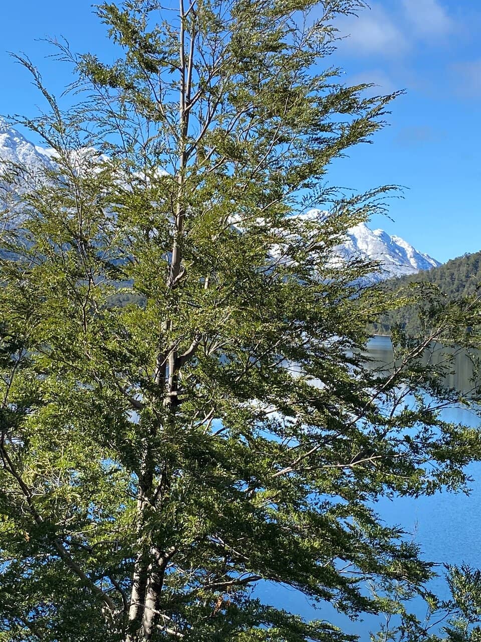 Lago Correntoso Beaches