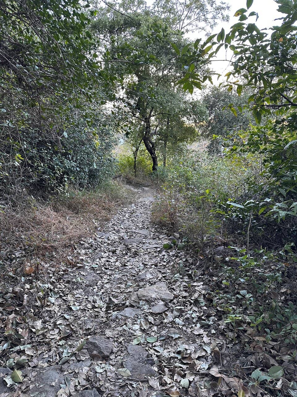 Serene Walking Path