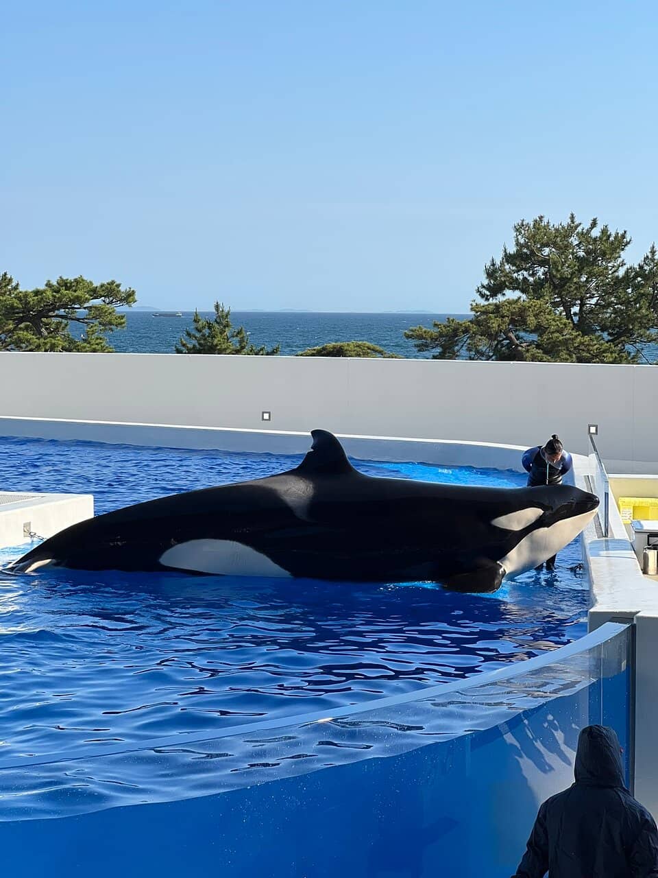 Orca Show