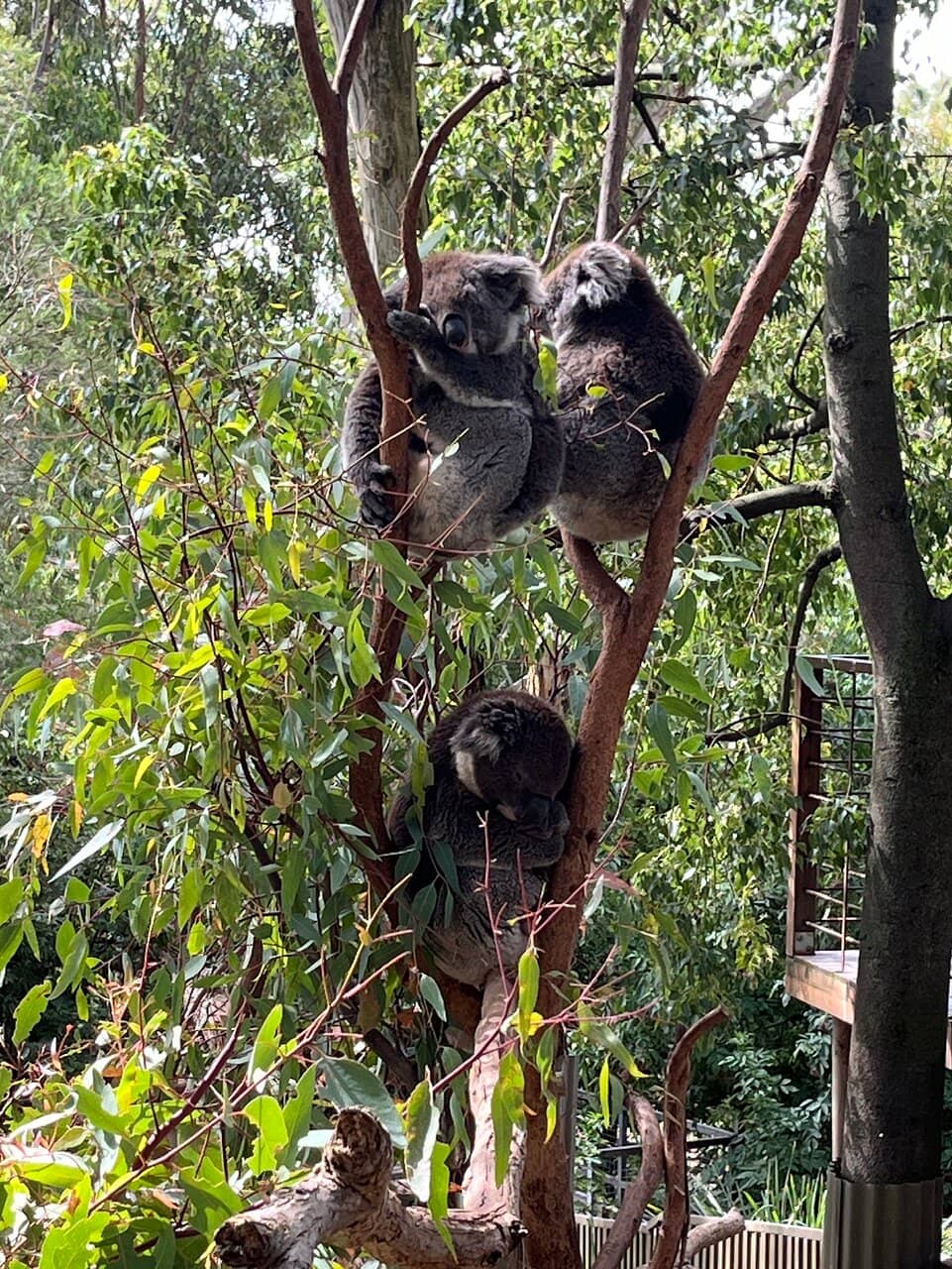 Fairy Penguin Viewing