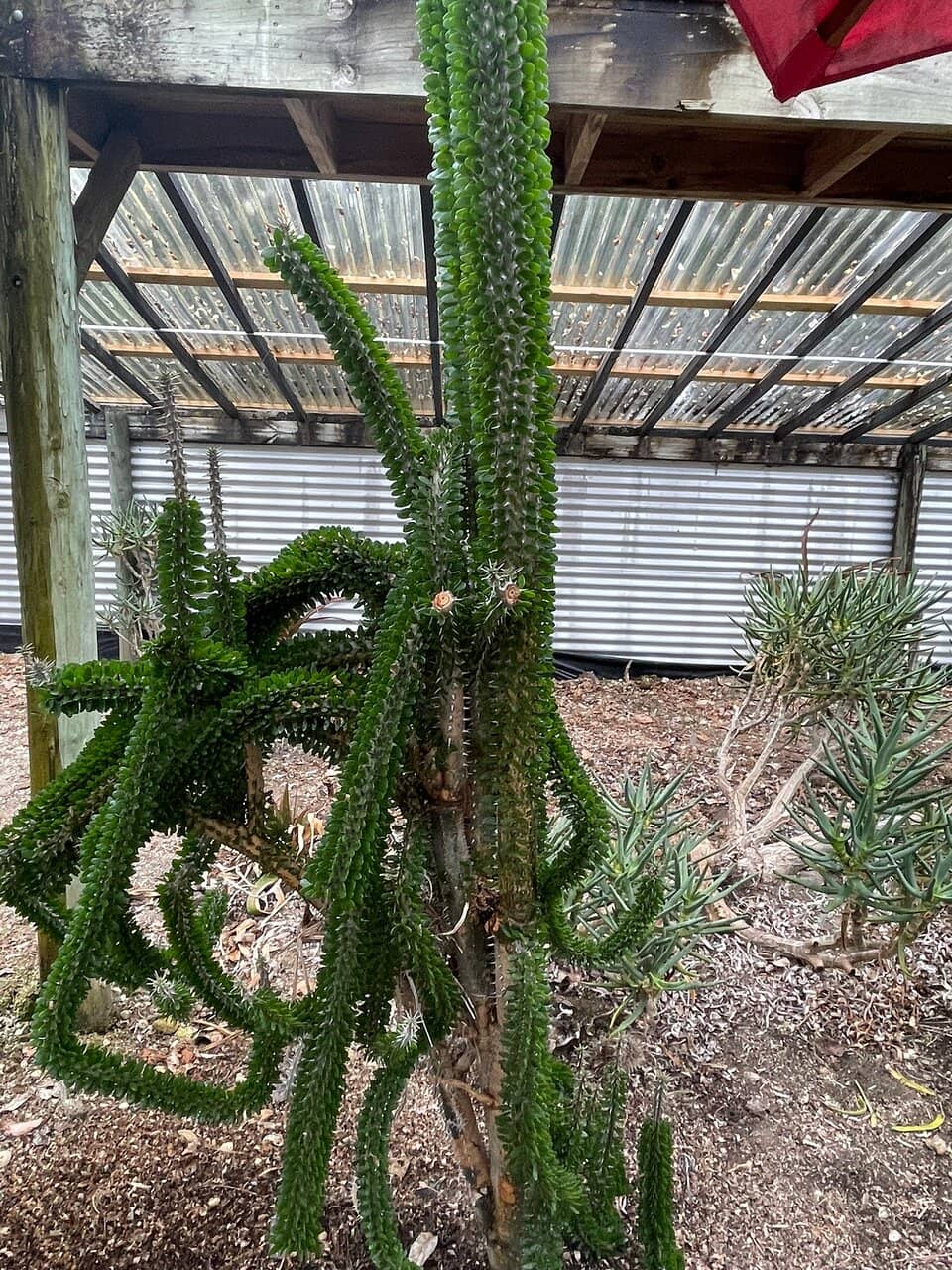 Motorbike Collection