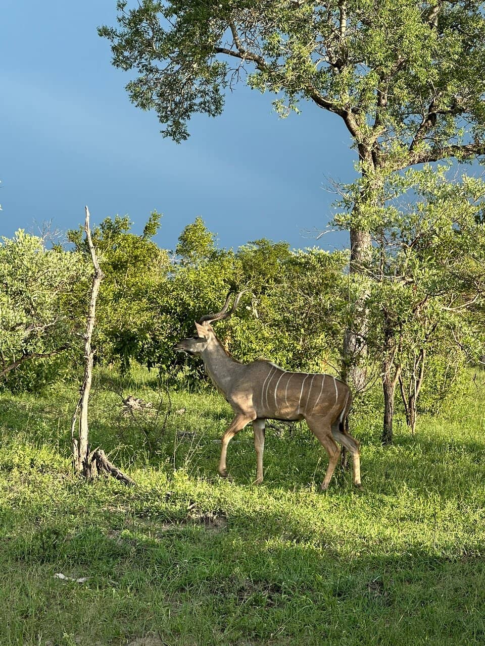 Big Five Sightings