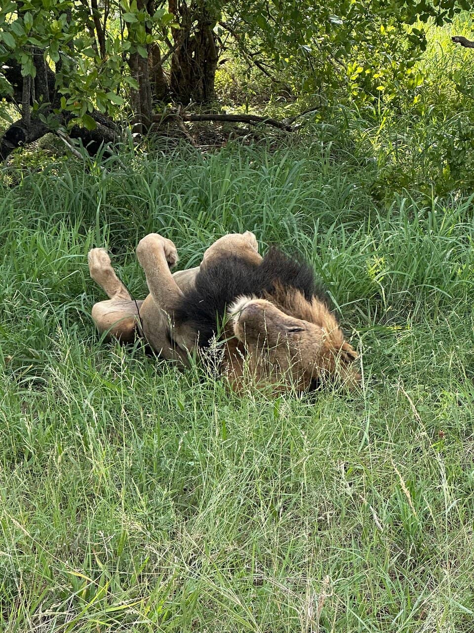 Sunset & Night Game Drives