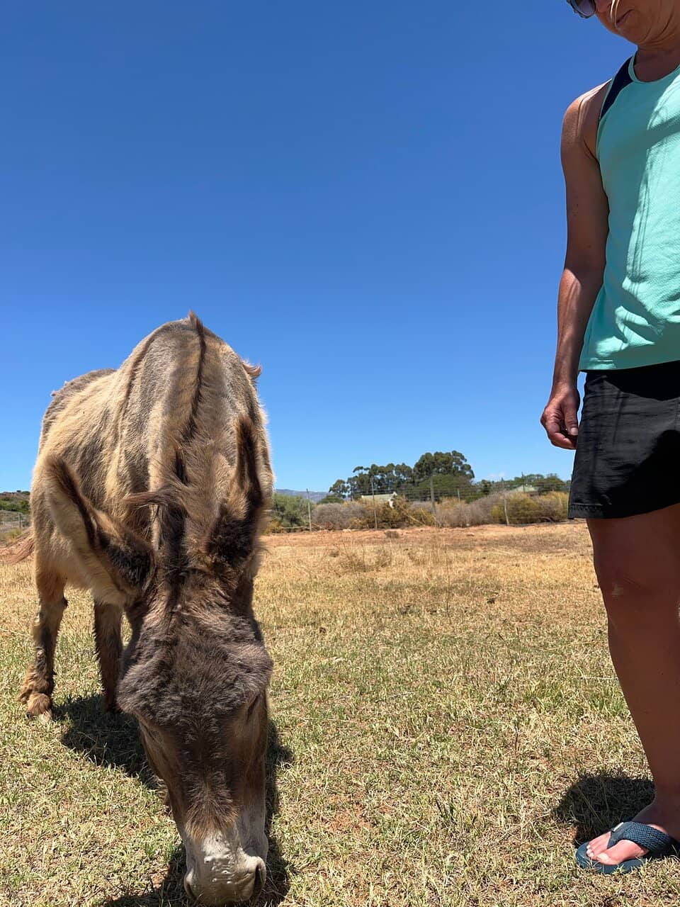Tranquil Garden Paths