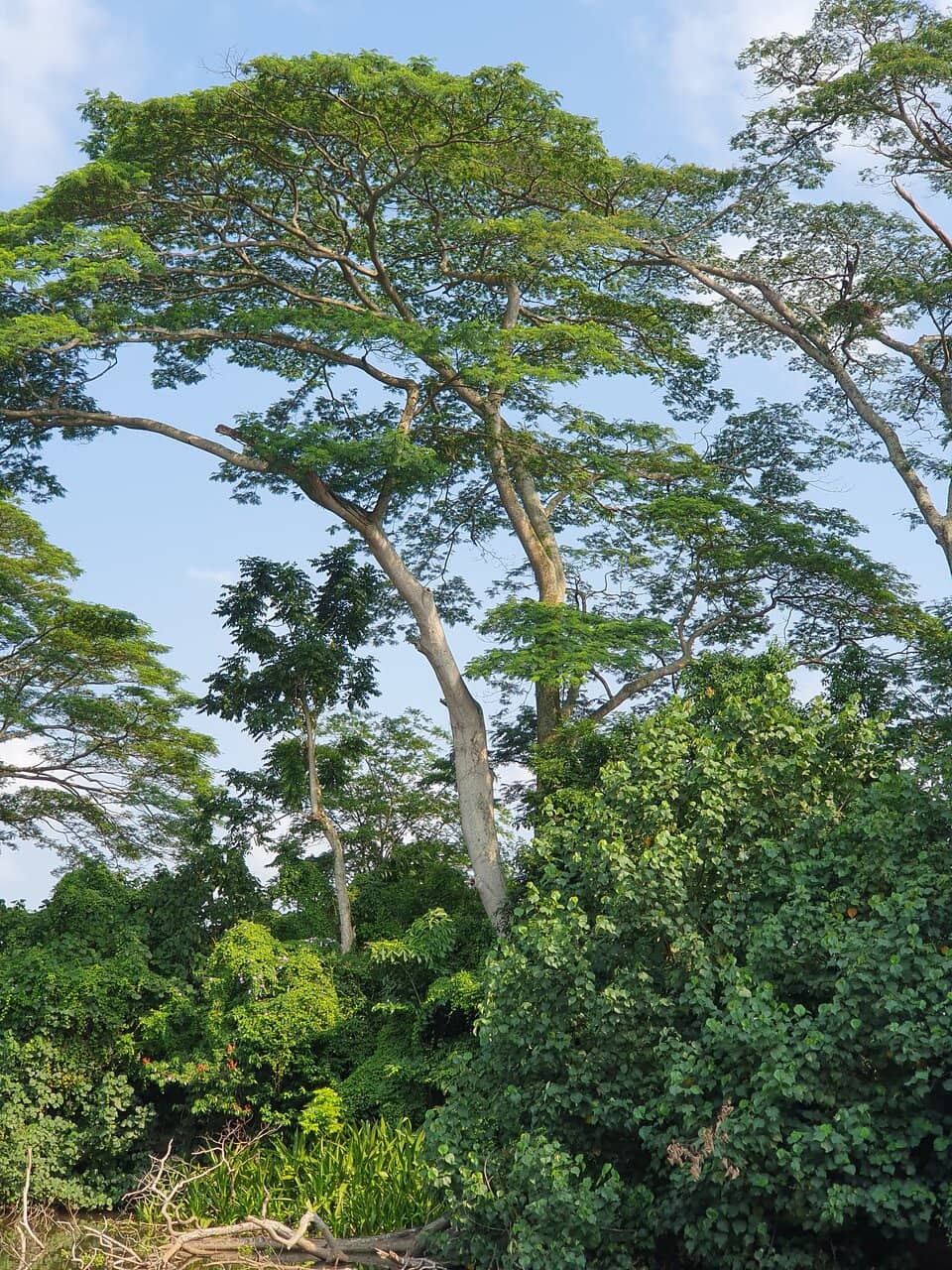 Birdwatching Paradise