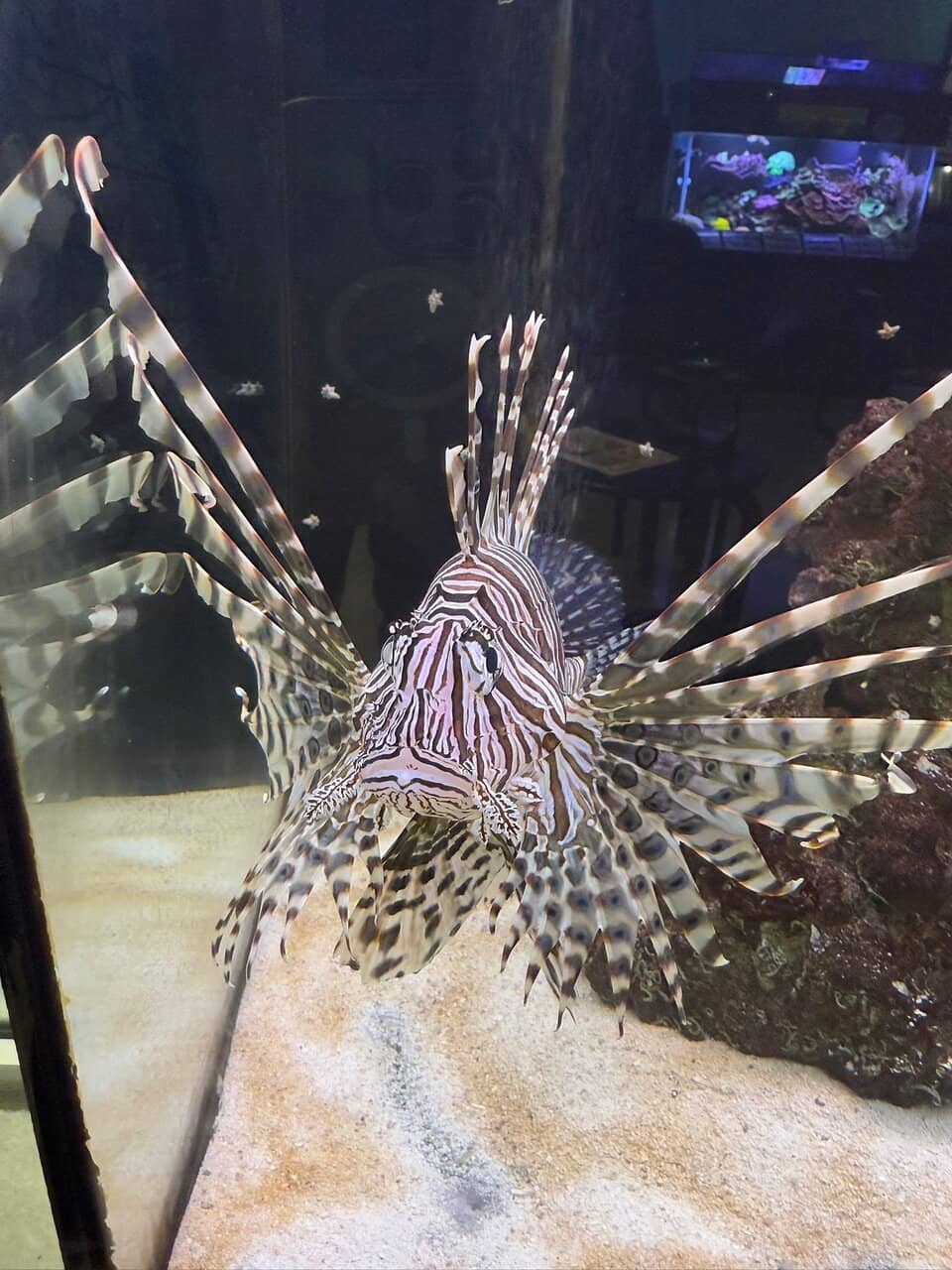 Touch Tank & Seahorse Nursery