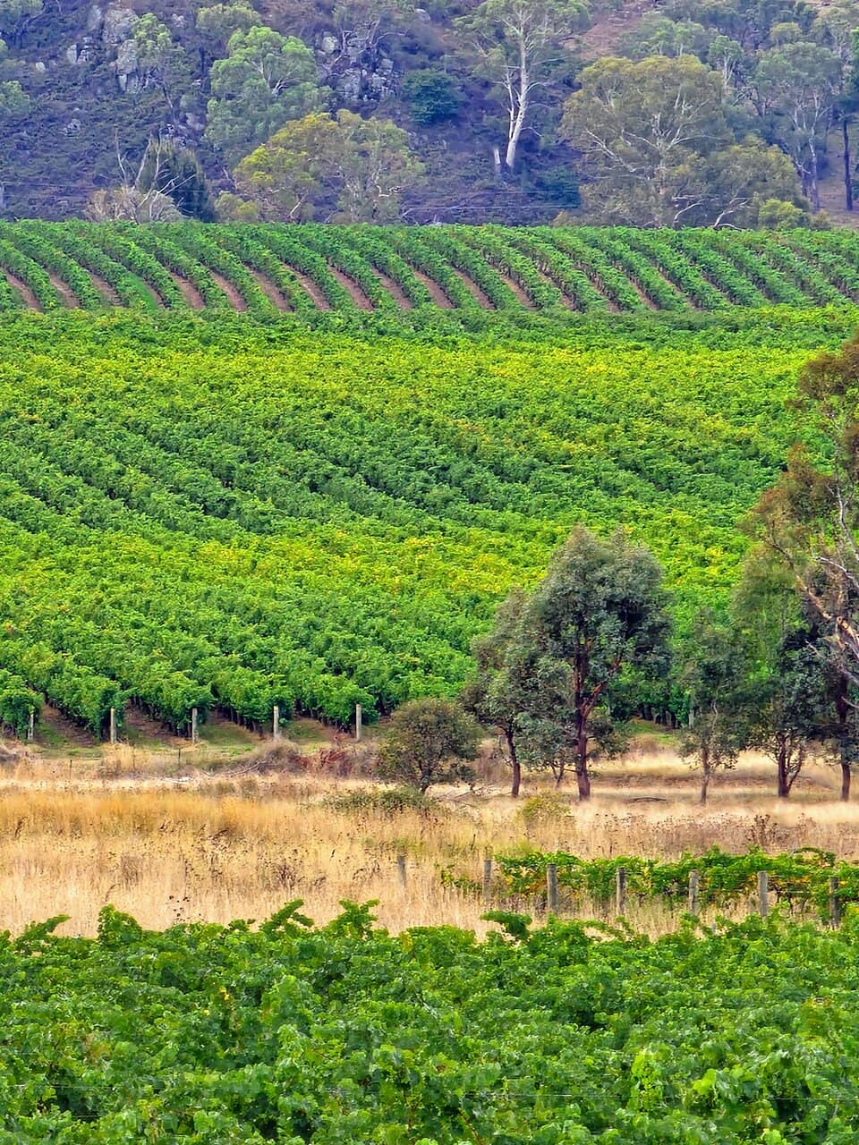 French-Inspired Wines