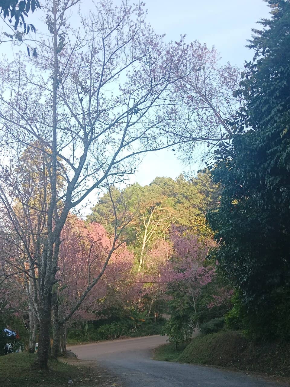 Blooming Cherry Blossoms