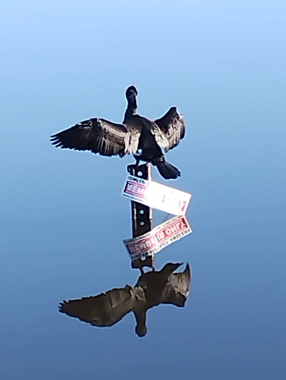 Dog-Friendly Strolls