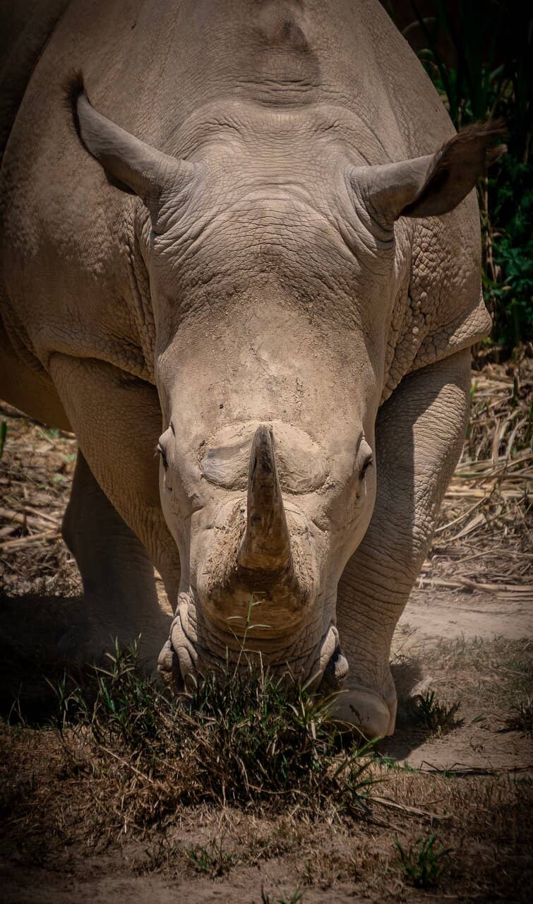 Native Colombian Wildlife