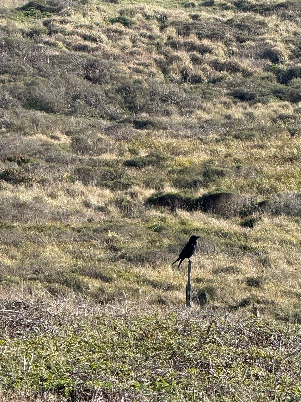 Kortum Trail