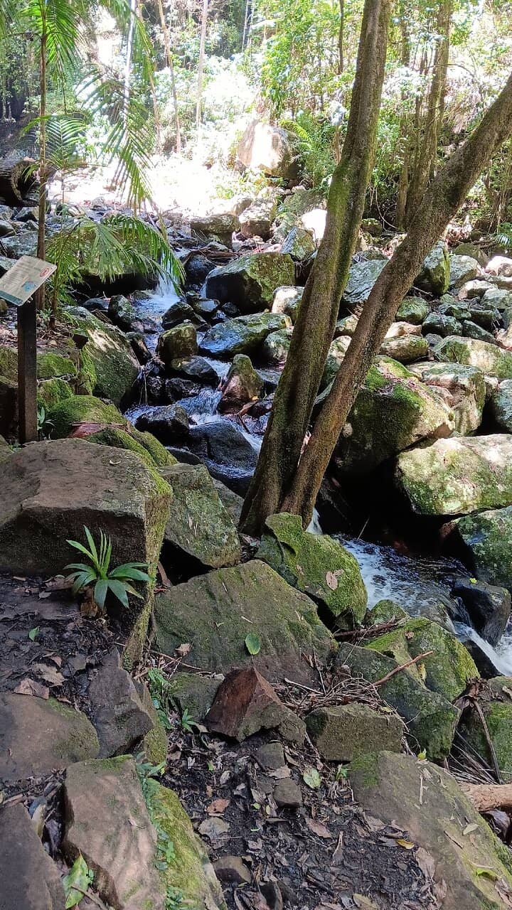 Rainforest Walk