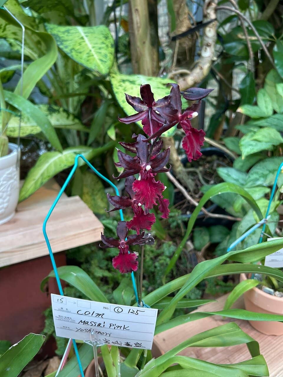 Seasonal Flower Displays