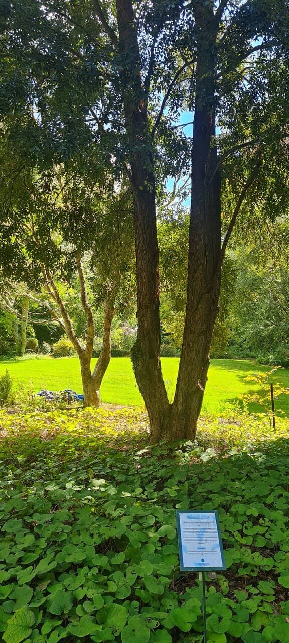 Peaceful Walking Paths