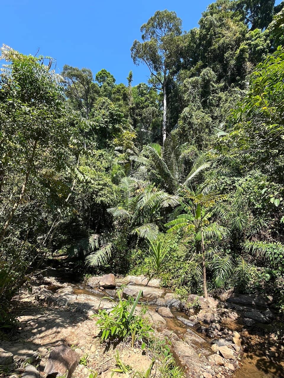 Jungle Loop Trail