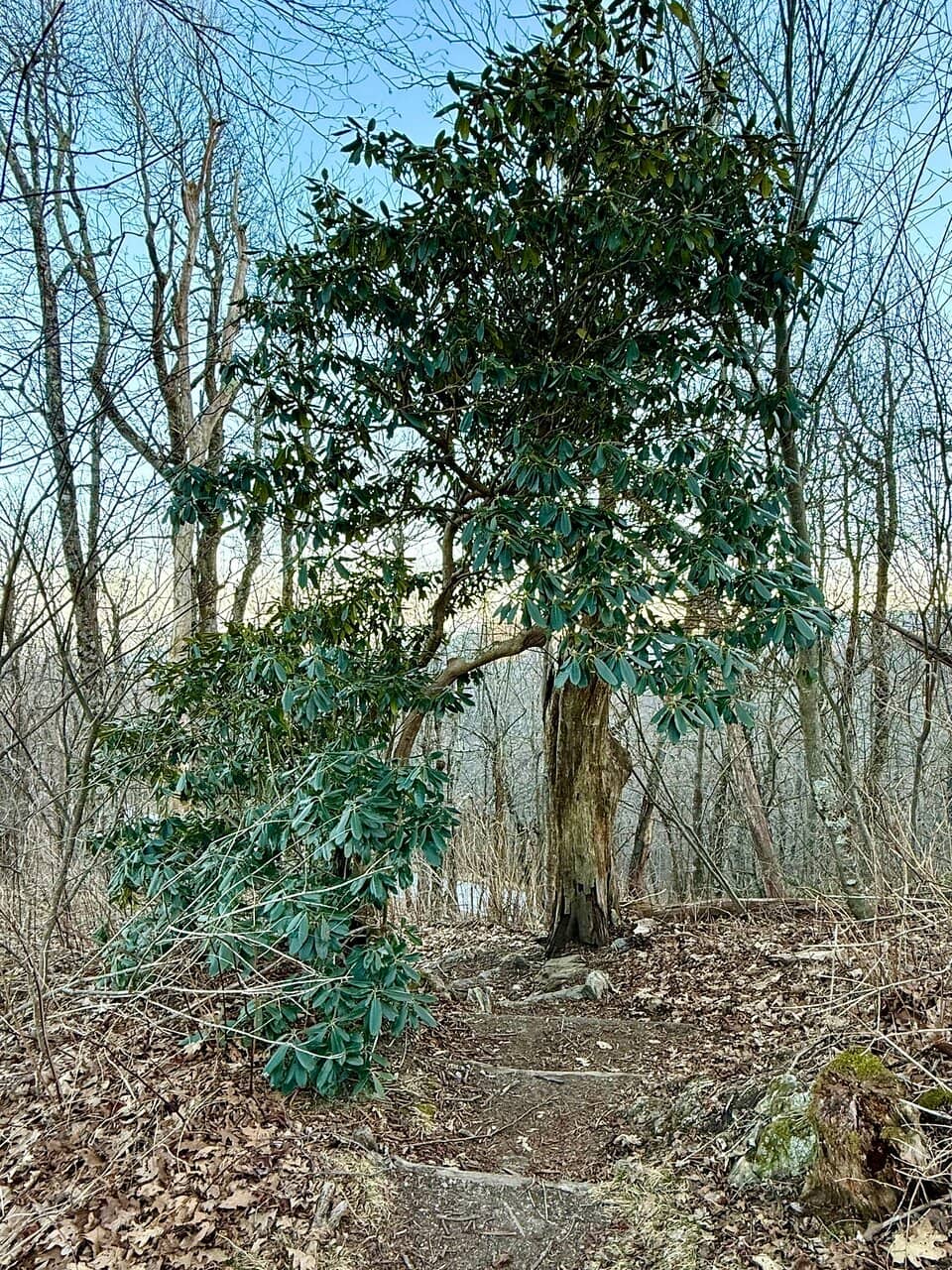 Blue Ridge Parkway Proximity