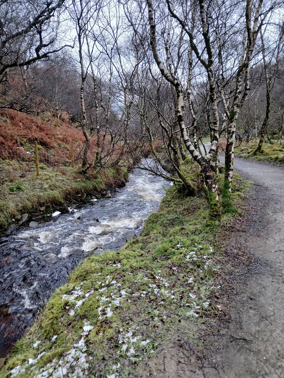 Woodland Glen