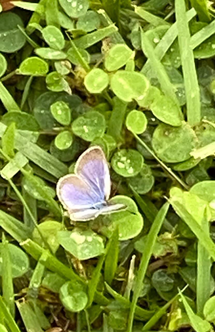 Macadamia Nut Tastings