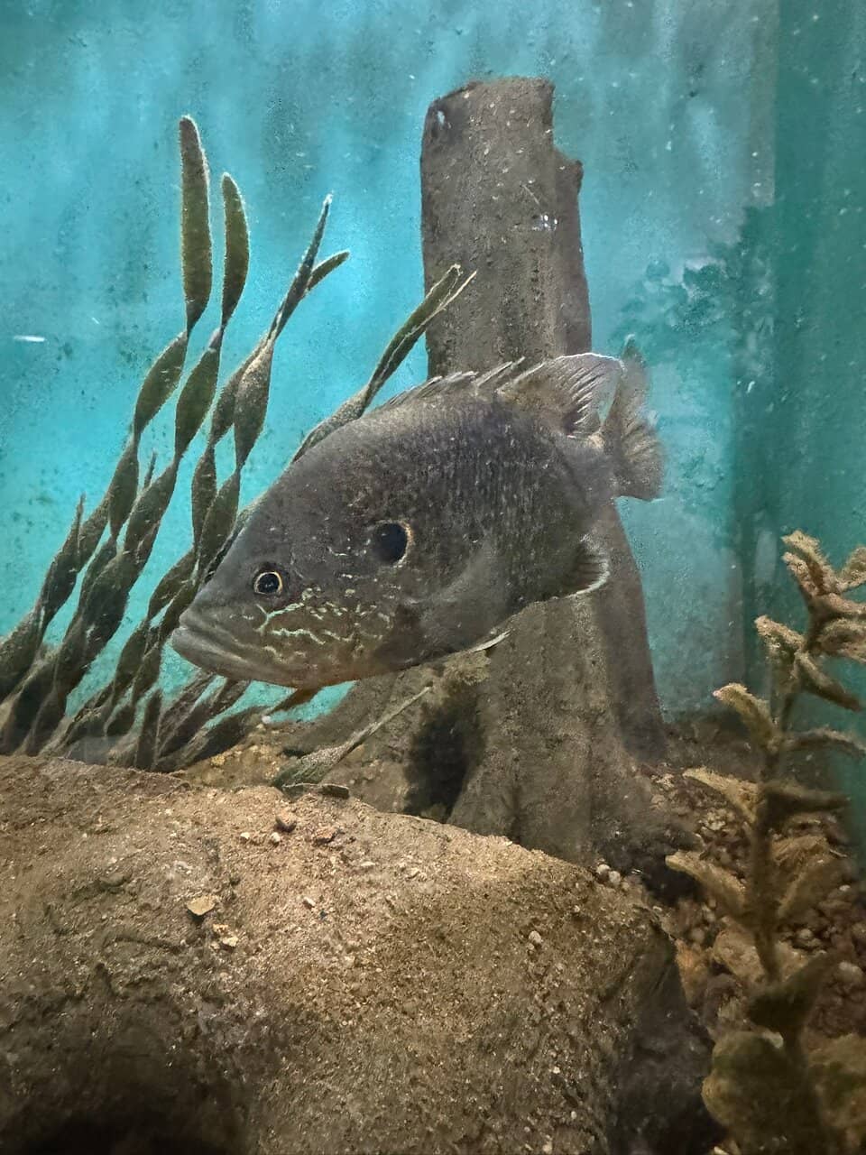 Aquatic Wonders