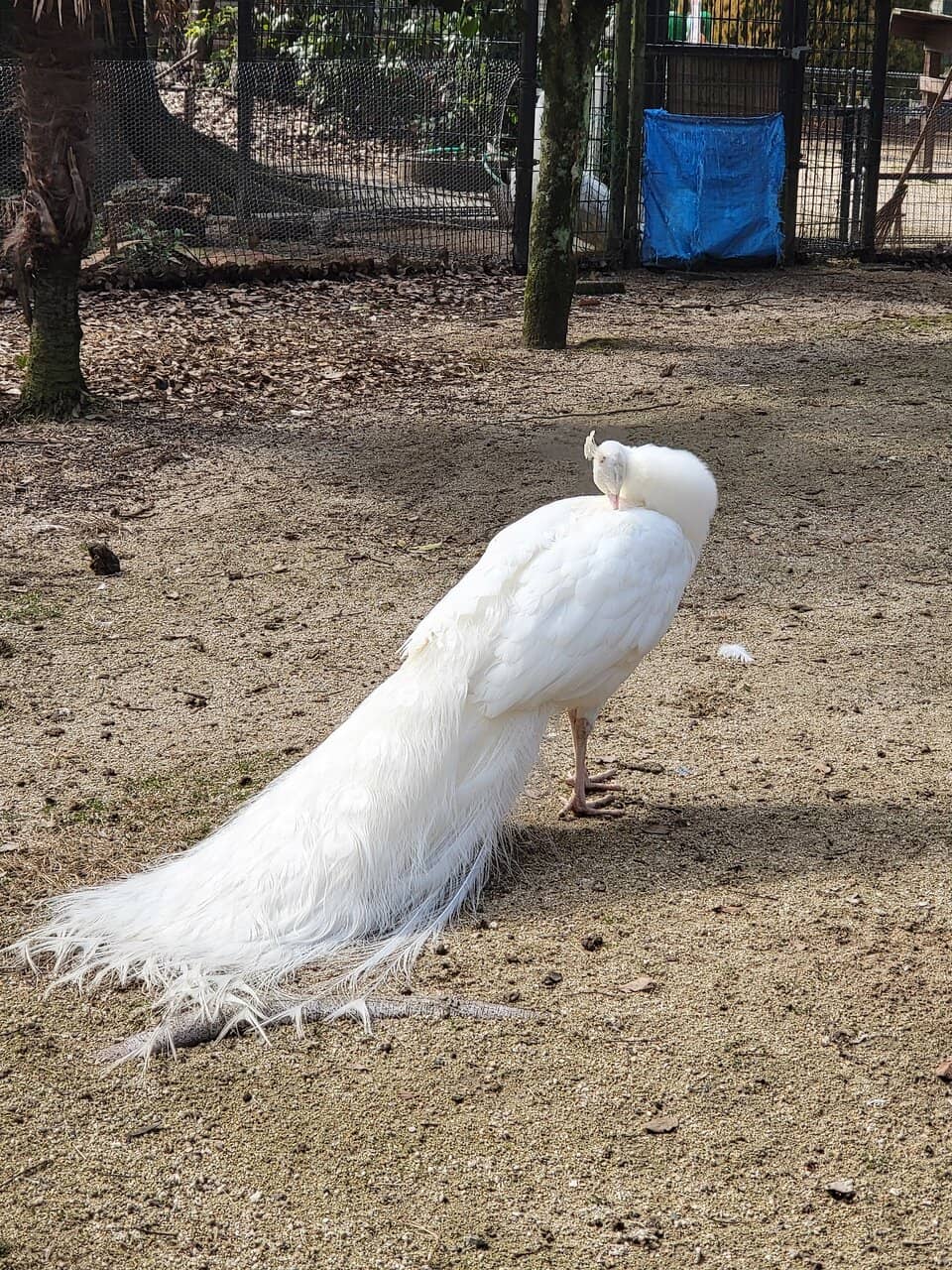 Peafowl