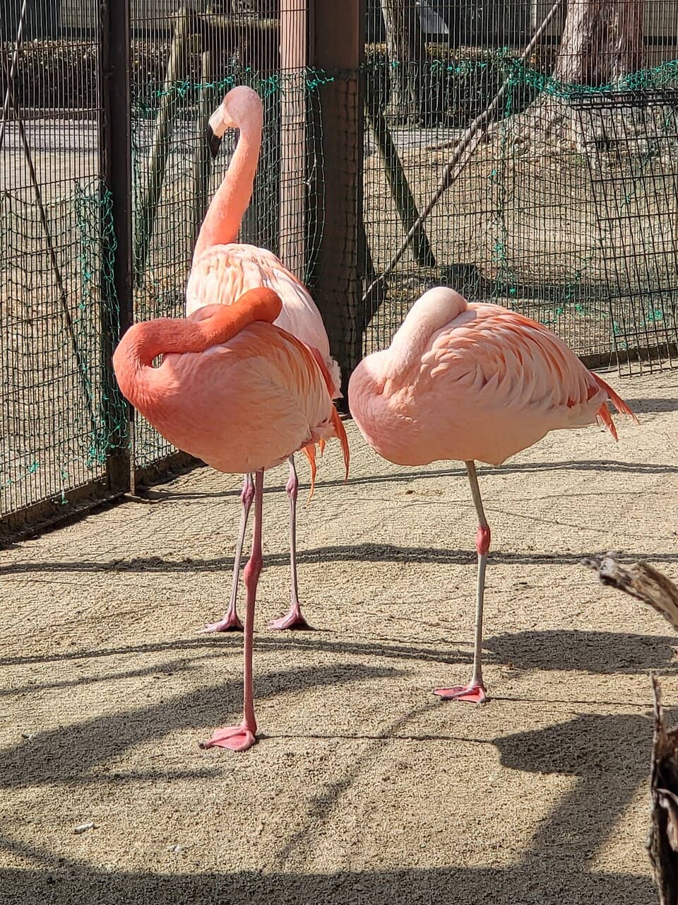 Flamingos