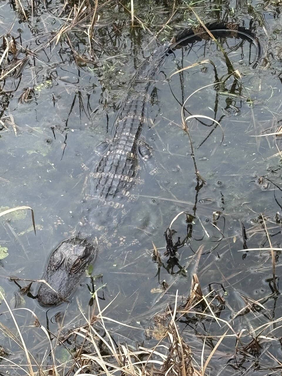 Observation Deck Views